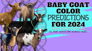 2024 KIDDING SEASON IS ALMOST HERE (let's start with a little Nigerian Dwarf Goat Color Genetics)