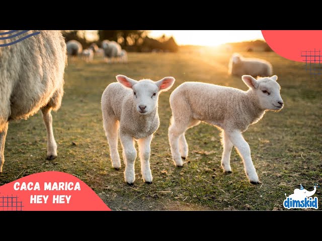 Mana Dimana Anak Kambing Saya | Lagu Anak Kambing Saya | Caca Marica Hey Hey class=