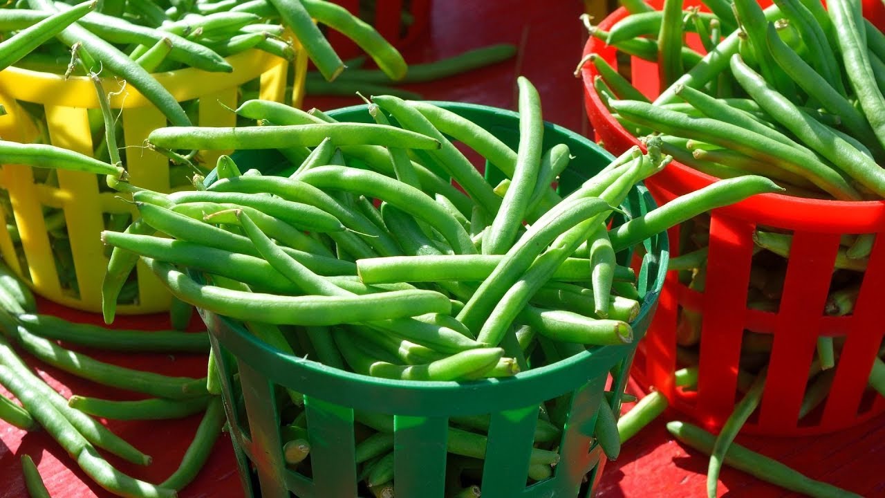 8 Benefits Of Green Beans you may wish to know earlier| Health And Nutrition