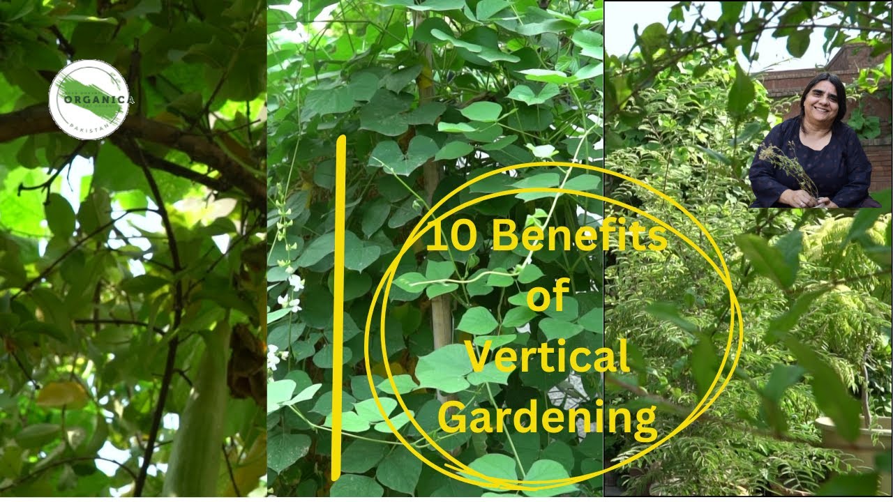 10 Benefits of Vertical Gardening Nasira Habib Urdu/Hindi with