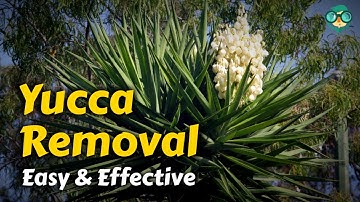 How to Get Rid of Yucca Plants | How  can you kill a yucca | Easy & Effective Ways to Remove Yuccas!