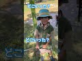 【虫取り】セミと仲良しになりました！#shorts #insects