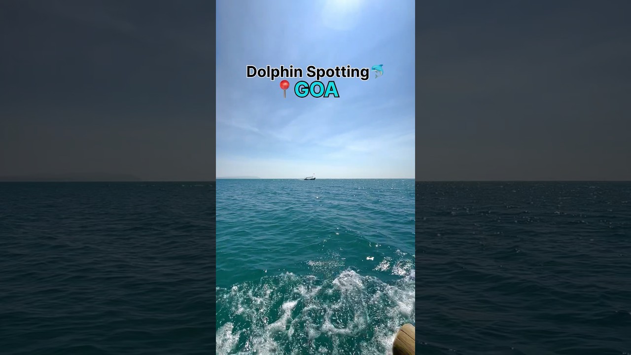 Dolphin Trip Goa || Dolphin spot||South goa trip🐬😱 