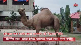 কুমিল্লায় পশুর হাটের প্রধান আকর্ষণে এই “সুলতান” উট।