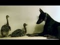 Sweetest Doberman meets two baby Ostriches