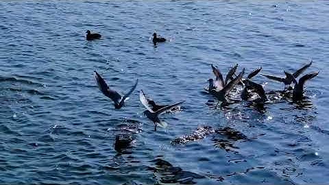 سورة الرحمن بصوت الشيخ ماهر المعيقلي | Surat Al-Rahman By Sheikh Maher Al-Muaiqly