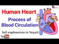 Human Heart in Nepali | Process of Blood Circulation full explanation | By Bhuwan Guragain