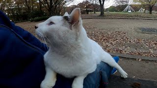 ベンチに白猫が座っていたので隣に座ったら膝の上に乗ってきた。