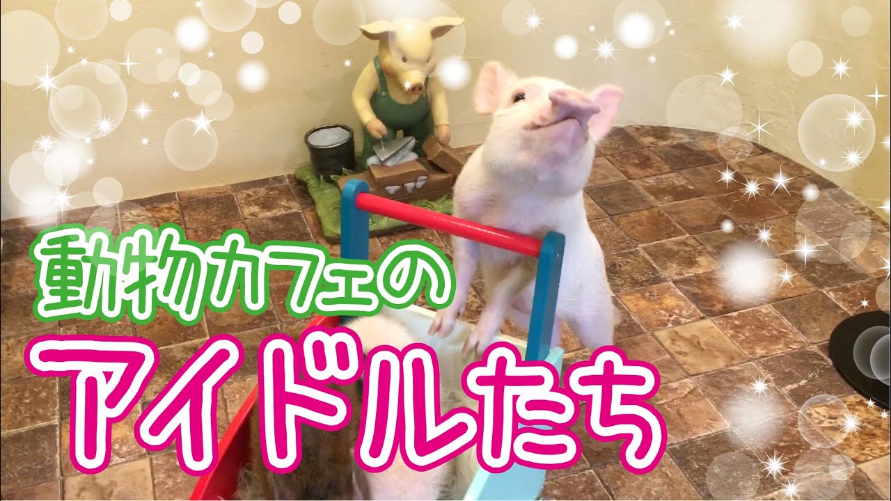 癒やしの動物動画で アニマる おうち時間を 千葉県 埼玉県中心の口コミ情報 地域の声がみえるチイコミ