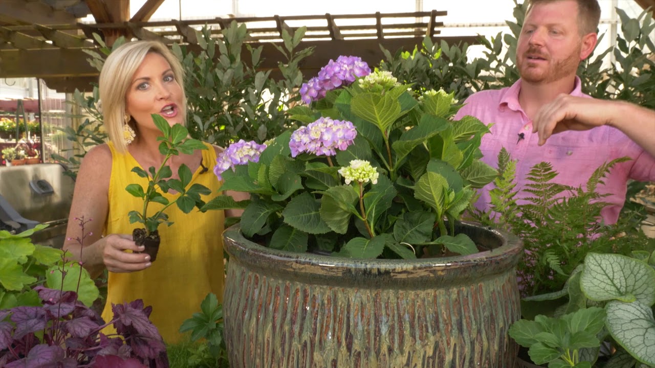 July Container Gardening