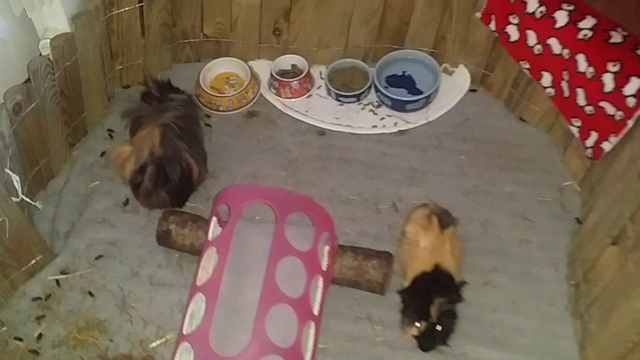 Cavia renatino e i giochi con birillo. . - YouTube