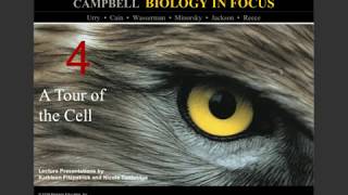 Biology in Focus Chapter 4: A Tour of the Cell Notes