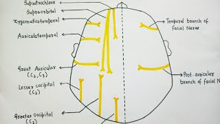 SCALP ( Nerve Supply )