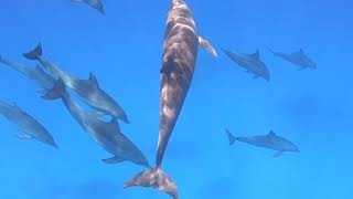 Zanzibar 2020 || swimming with dolphins || MUST SEE