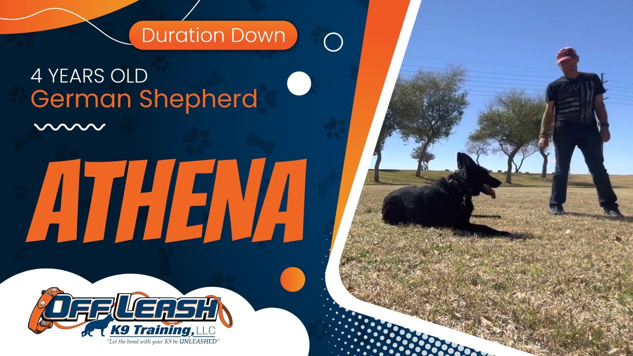 4yo German Shepherd Athena Best German Shepherd Trainers Off