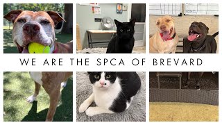 We Are The Spca Of Brevard