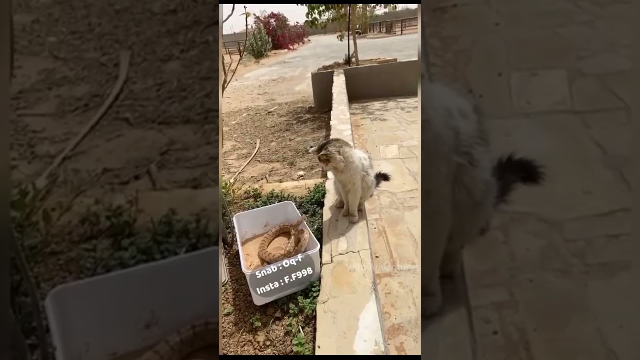 Dog vs Cat By Wild Adventures