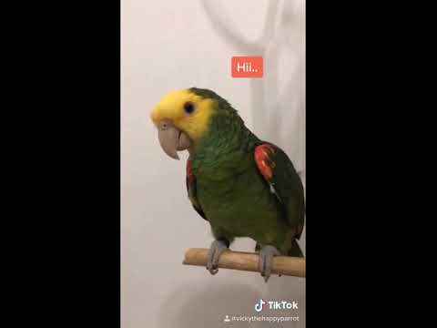 Vicky Tiktok compilation ( @VickyTheHappyParrot )