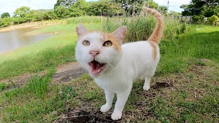 When I went to the bank of the pond, a cute cat talked to me