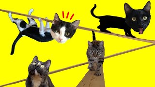 Juego para gatos Luna y Estrella con puentes y mosca en la casa nueva / Videos de gatitos