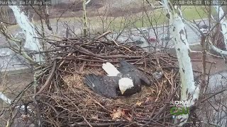 Second Eaglet Hatches At Harmar Bald Eagle Nest