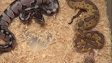 Female vpi Ax Pastel Clown and friends