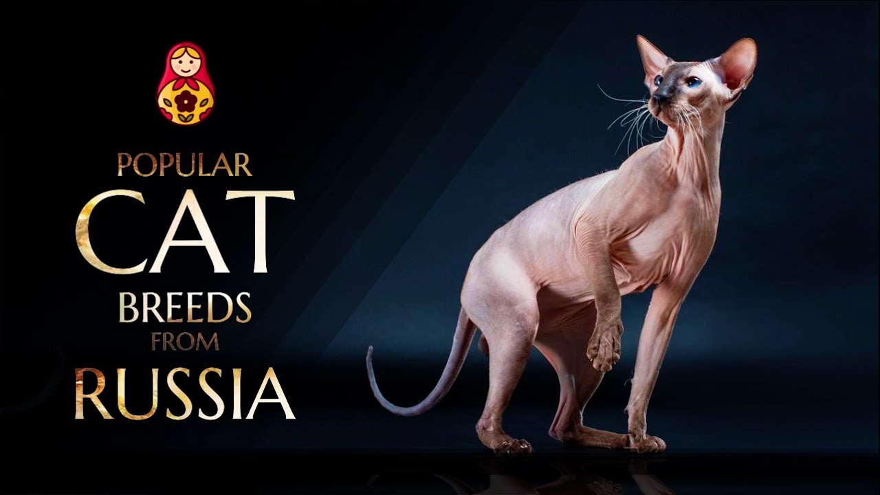 The most Popular and unusual cat breeds from Russia YouTube