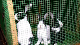 INKWAVU-KUBONA ICYORORO-IBIRYO-VIRO RABBIT FARM NI IGISUBIZO- KUZORORA WIHORANIRA IBYISHIMO GUSA