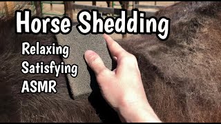 DESHEDDING HORSE ASMR RELAXING AND SATISFYING