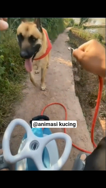 woy asu #memesdaily #videolucu #videoshort
