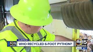 6-foot python found at recycling plant