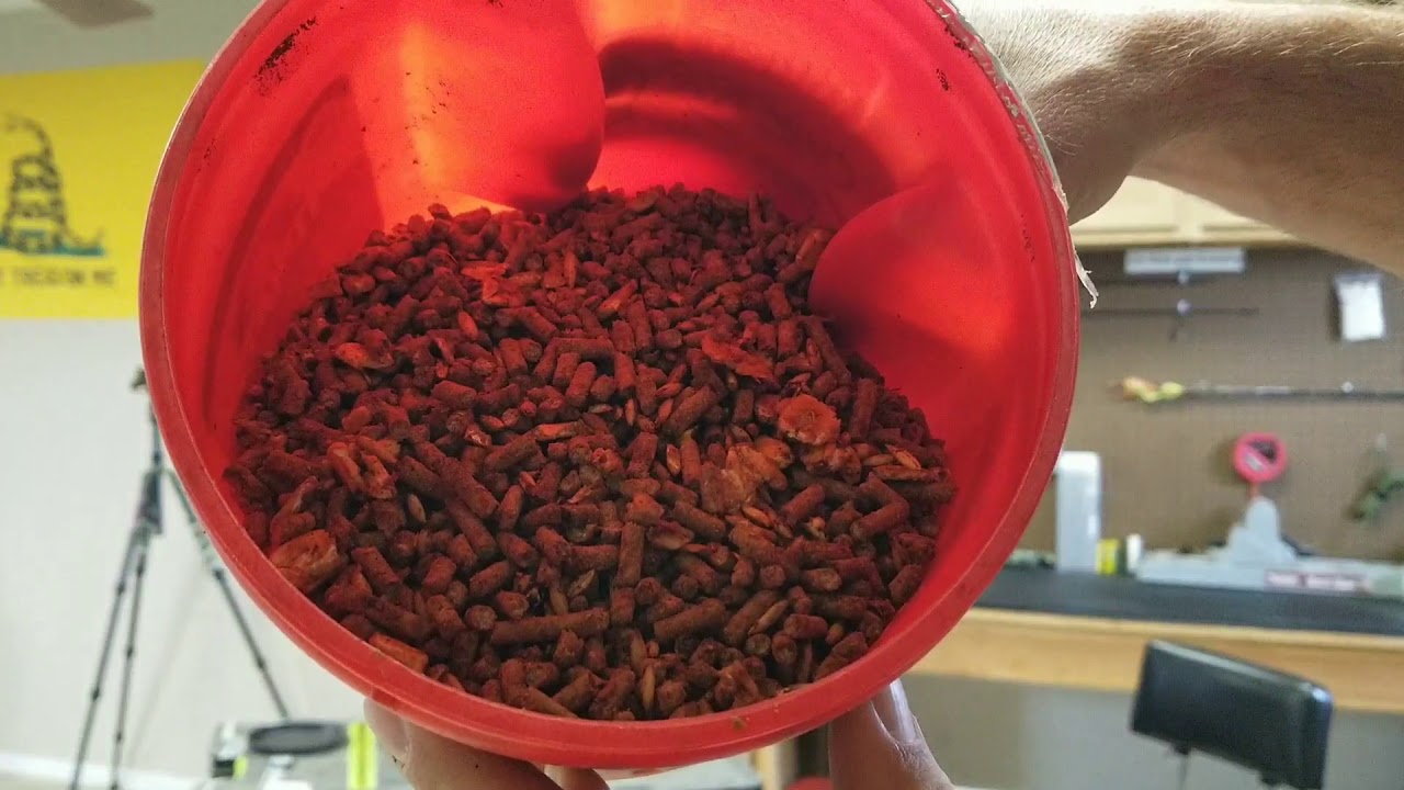 Coon trapping Back to the Basics. Episode 1, Homemade bait YouTube