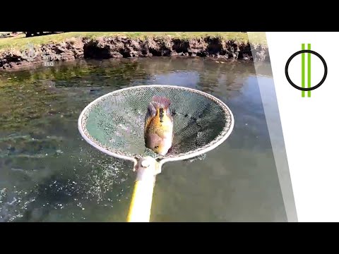 Videó: A sügér trópusi hal?