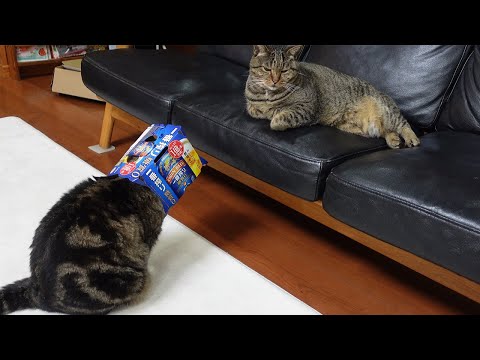 行列のできる給水所とねこ。-Maru&Miri's popular water supply spot.-