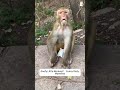 Hilarious Monkey Compilation 🐒 #funnyanimals #shortsbeta