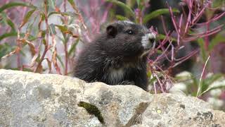 Very rare wild Vancouver Island Marmot