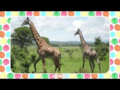 Zvieratká z Afriky a ich zvuky pre deti |  Zvieratká zo ZOO | africké zvieratá