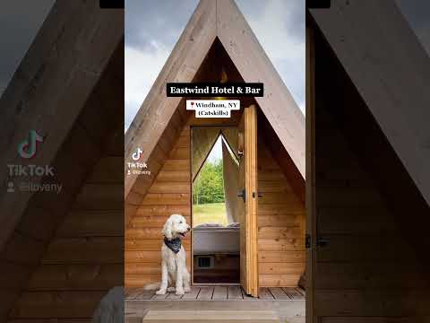 Video: Lacul Leschenaultia este prietenos cu câinii?