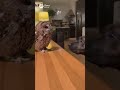Owl and Dog looking each other #dog #pets