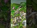 Gỏi cá kho trích món quà bình thuận #ẩmthựcrừngnúi
