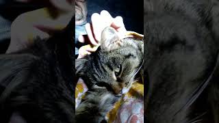 Доброта #пожеланиядля #милота #позитив #cat  #любовь