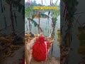 chhathi ghat Bihar mujauliya bazar #chhathpuja #chhath #bihar #ytshorts #shorts