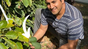 This Is Probably The Most Underrated Avocado Variety