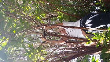 Carpet python in hope island