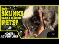 Do SKUNKS make good PETS?