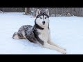 This is What Fresh Snow Dogs To my Huskies!