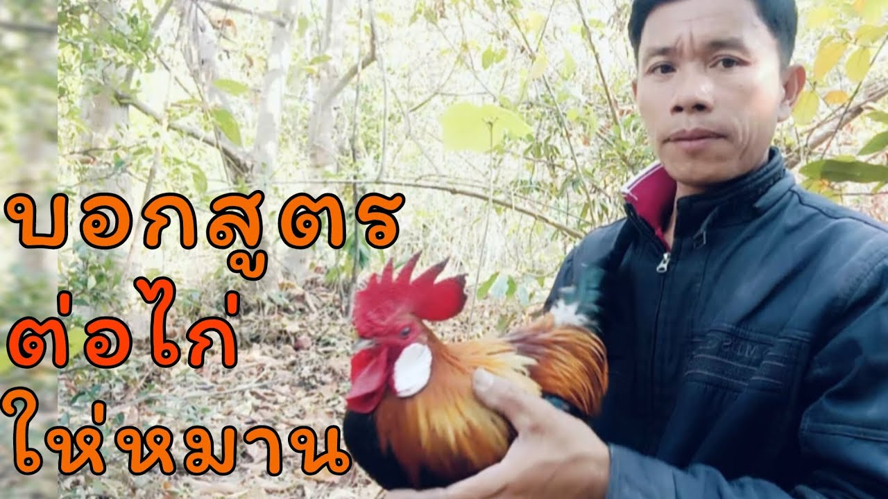 วิทีต่อไก่ให้หมาน เคล็ดลับการต่อไก่