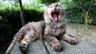 猫達が植込みの中に隠れて何かを相談する