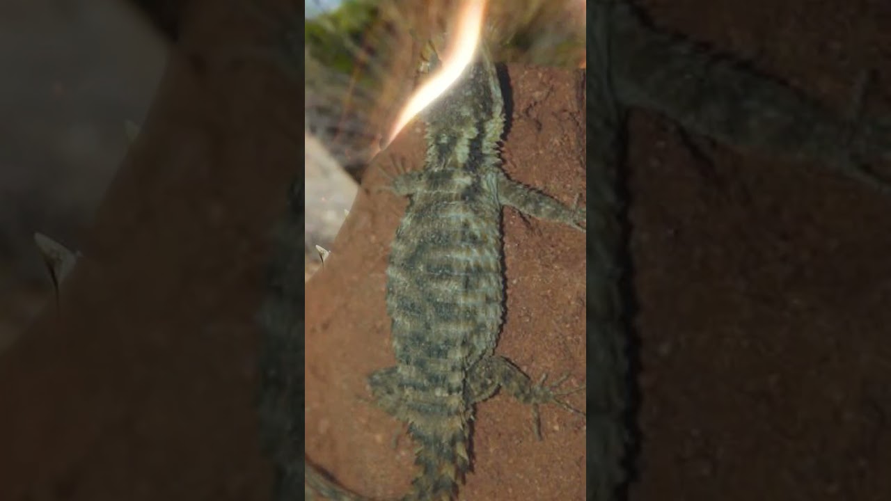 Armadillo Girdled Lizard
