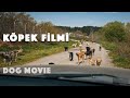 Köpek Filmi -(Belgesel) / Dog Movie (Documentary) Türkiye'deki Sokak Köpekleri